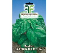 Basilico a foglia di lattuga