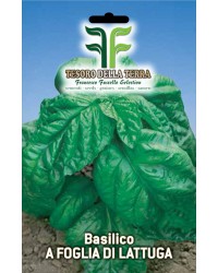 Basilico a foglia di lattuga