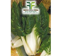 Bietola Verde Liscia A Costa sel. Barese