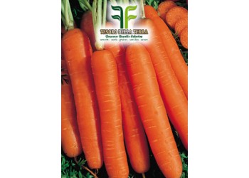 Carota Mezza Lunga Nantese sel. Dangers