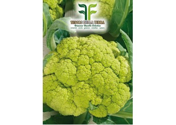 Cavolfiore Verde di Macerata Medio Precoce