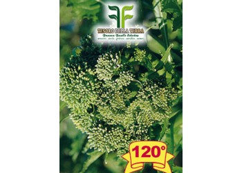 Cima di Rapa o Broccoletto 120° Marzatica sel. Murge