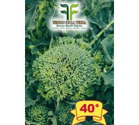 Cima di Rapa o Broccoletto 40° sel. Fasano Cima Grande