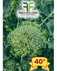 Cima di Rapa o Broccoletto 40° sel. Fasano Cima Grande