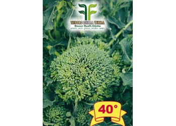 Cima di Rapa o Broccoletto 40° sel. Fasano Cima Grande