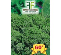 Cima di Rapa o Broccoletto 60° sel.Fasano Cima Grande