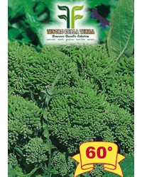 Cima di Rapa o Broccoletto 60° sel.Fasano Cima Grande