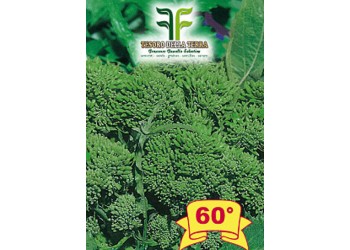 Cima di Rapa o Broccoletto 60° sel.Fasano Cima Grande