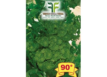 Cima di Rapa o Broccoletto 90° di Fasano Cima Grande
