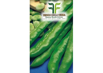 Fava Simonia "Origine Marocco" a Baccello Lunghissimo da 0,5Kg 