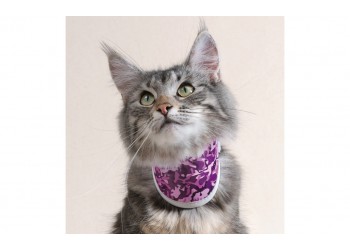 Collare rigido Balto BT NECK CAT Pink