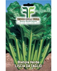 Bietola Verde Liscia a Costa sel. Barese