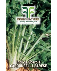 Invidia Scarola Cardoncella Barese