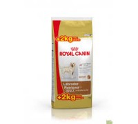 Royal Canin Labrador Retriever Adult da kg 14 ( kg 12 + kg 2 gratis € 3,32/kg )