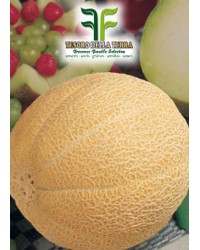 Melone Galia