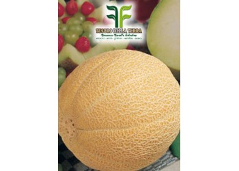 Melone Galia