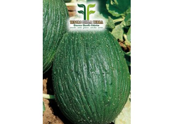 Melone Tendral Tardivo