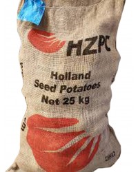 Patate da semina Spunta pezzatura 55/65 certificata Olandese HZPC tuberi kg 25 pasta gialla
