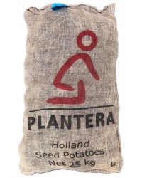 Patate da Semina Nicola Pezzatura 45/50 Certificata Olandese Plantera Tuberi kg 25 Pasta Gialla