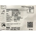 Patate da Semina Spunta Pezzatura 55/65 certificata Olandese AgroPlant Tuberi al kg Pasta Gialla 