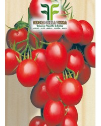 Pomodoro "a Grappoli d'Inverno sel. Galatino"