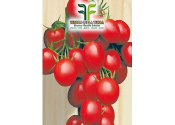 Pomodoro "a Grappoli d'Inverno sel. Galatino"