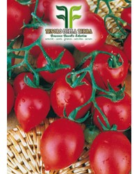 Pomodoro Fiaschetto Piccolo