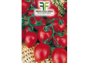 Pomodoro Fiaschetto Piccolo