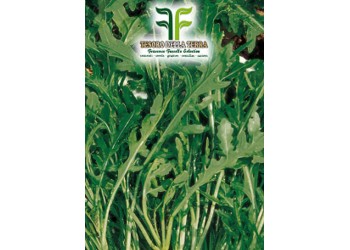 Rucola "Selvatica Frastagliata"