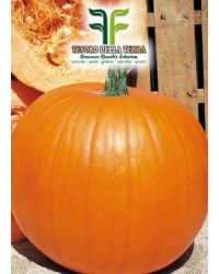 Zucca Gialla Quintale