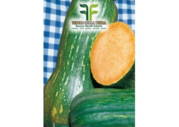 Zucca Lunga di Napoli