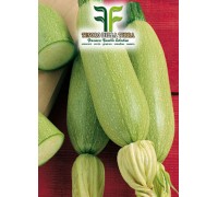 Zucchino Bianco di Trieste