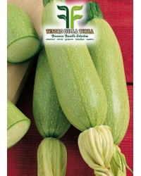 Zucchino Bianco di Trieste