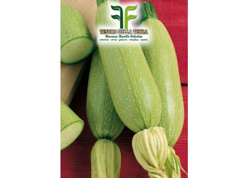 Zucchino Bianco di Trieste