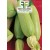 Zucchino Bianco di Tri...