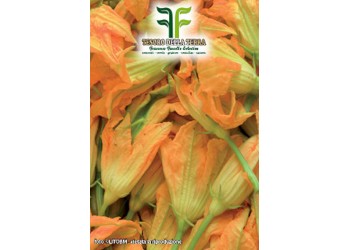 Zucchino da Fiori 